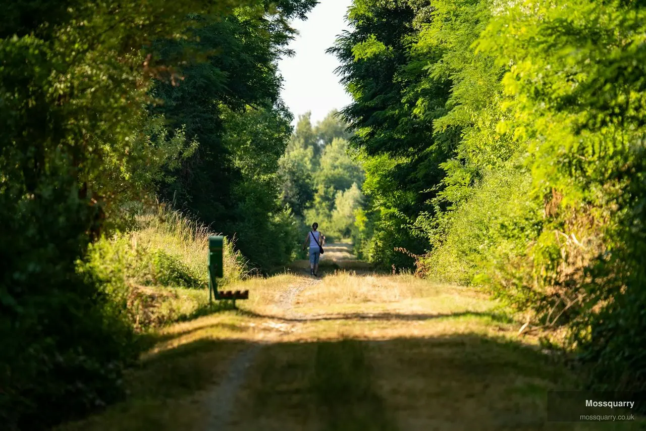Master the Basics of Daily Walking